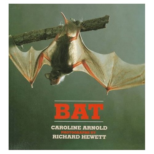 Bat