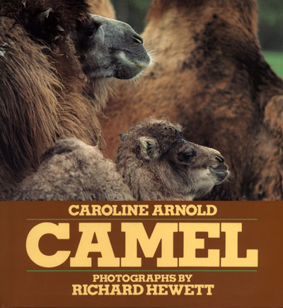 Camel